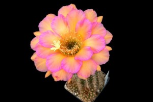 Blüte am zweiten Tag