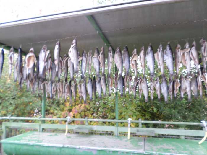 Leckerer Fisch wartet auf die Besucher/Innen